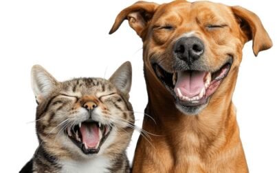 Pet Insurance You Can Use at Any Licensed Vet _ Embrace Pet Insurance